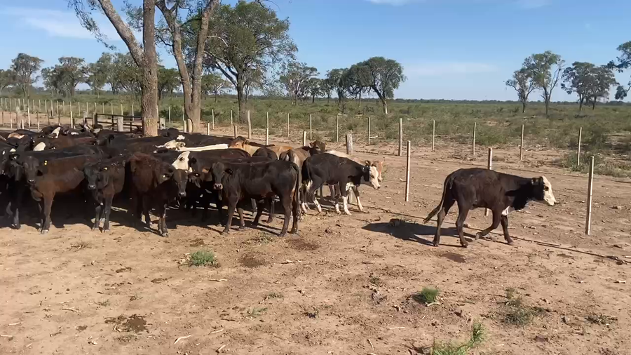 Lote 101 Terneras en Bandera, Santiago del Estero