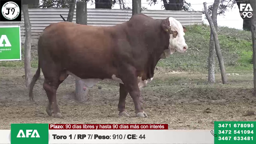 Lote "Cabaña ""3 HERMANOS"" Toros"