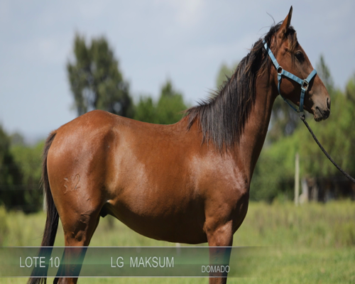 Lote LG MAKSUM