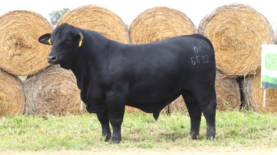 Lote LOTE 21
