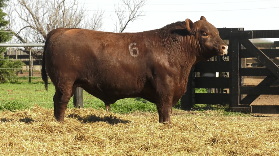 Lote TOROS ANGUS PURO CONTROLADO