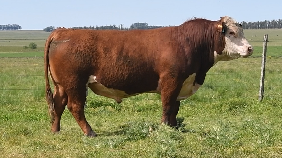 Lote 2 Toros a remate en Toros en San José, San José