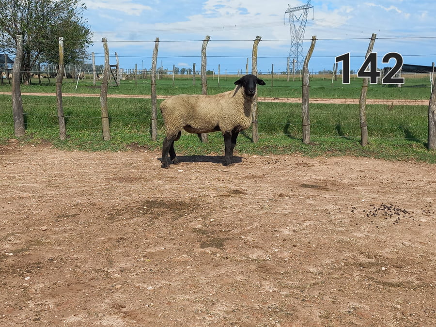 Lote 5 Borregos SUFFOLK a remate en 1° Remate Virtual BALTASAR BRUM 90kg -  en CANGÜE. RUTA 3 KM 357