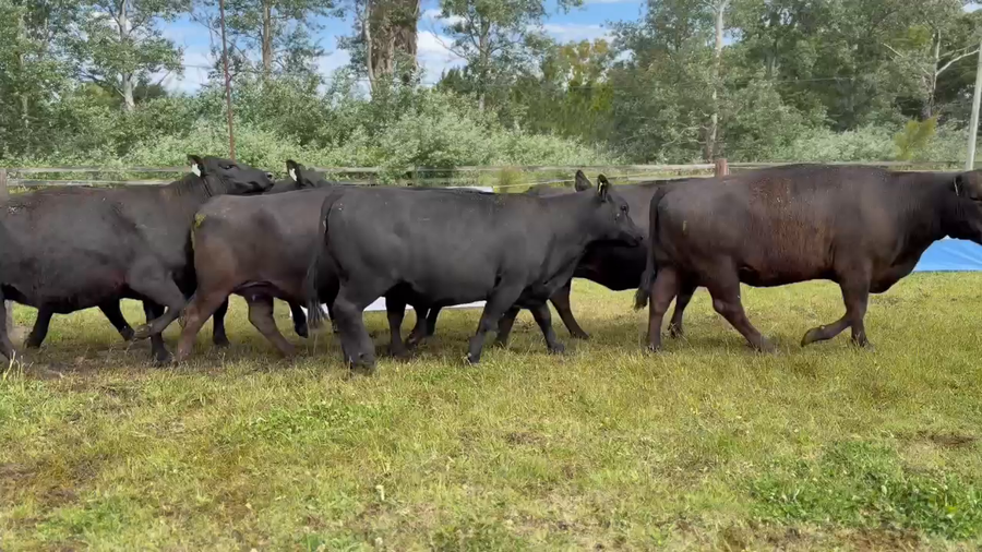 Lote 10 Vacas nuevas Preñadas