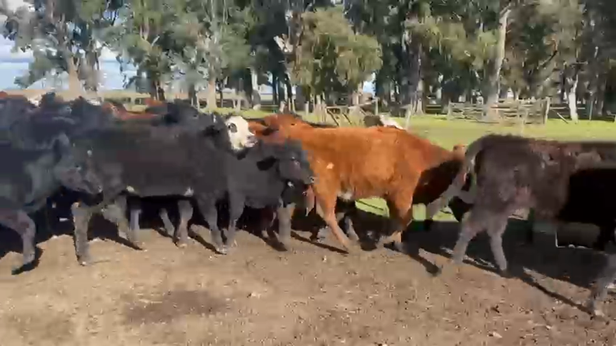 Lote 70 Terneras en Azul