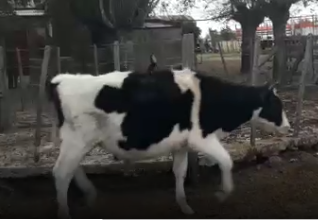 Lote 11 Terneros de 225Kg en Viamonte, Córdoba