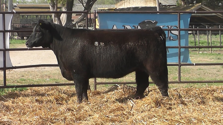 Lote VAQUILLONAS ANGUS  PP