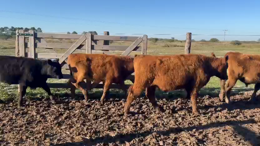 Lote 80 Novillitos