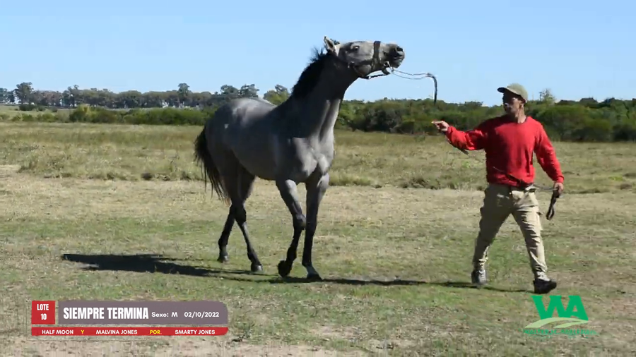 Lote SIEMPRE TERMINA