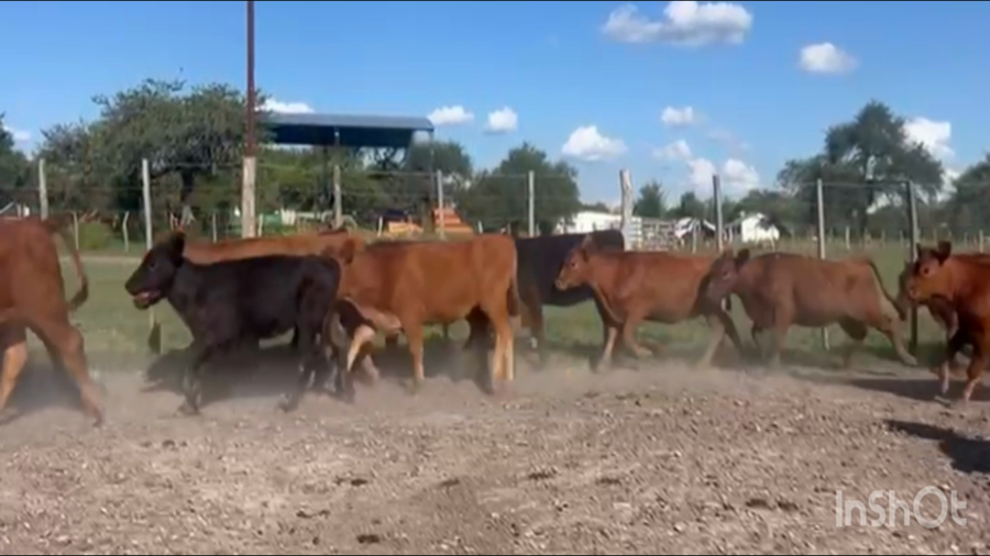 Lote 80 Terneras