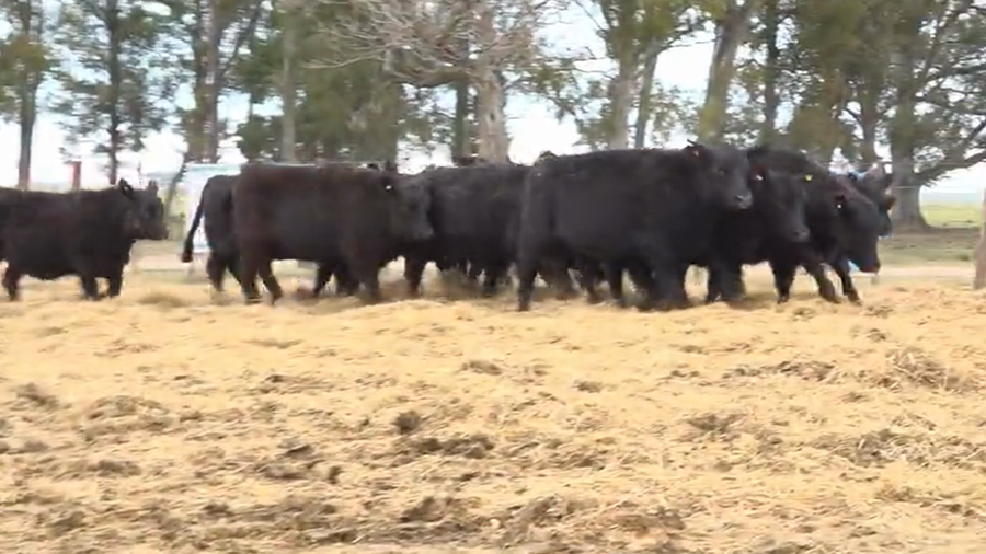 Lote Terneras Tres Molinos