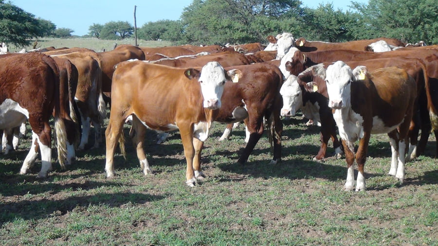 Lote SAENZ VALIENTE, BULLRICH Y Cia. S.A.