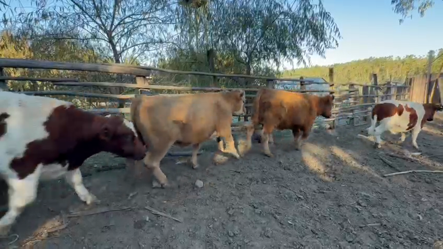 Lote 21 Novillo Engorda en Los Sauces, IX Región Araucanía