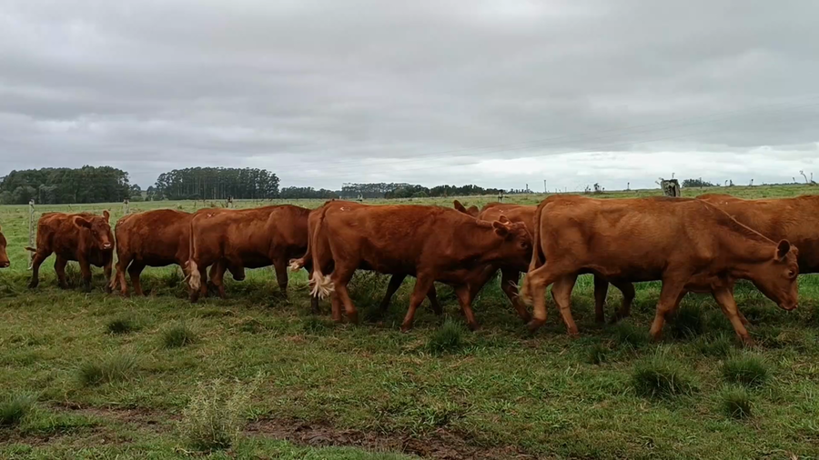 Lote 40 Vientres Preñados en Garzón, Maldonado