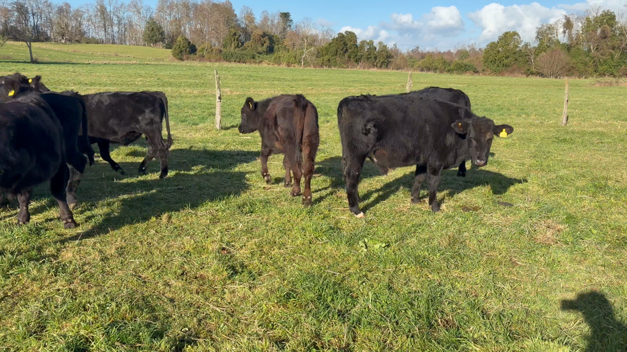Lote 24 Novillo Engorda en Río Bueno, XIV Región Los Ríos