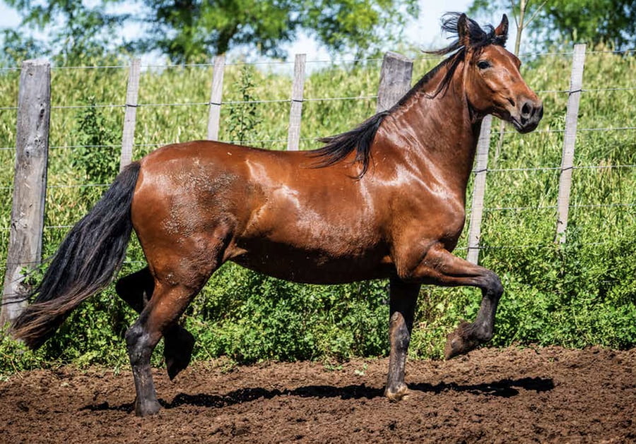 Lote TAÑIDO REFINADA