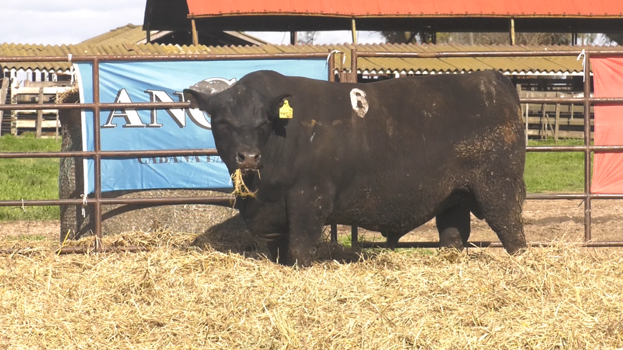 Lote TOROS ANGUS NEGROS  PC