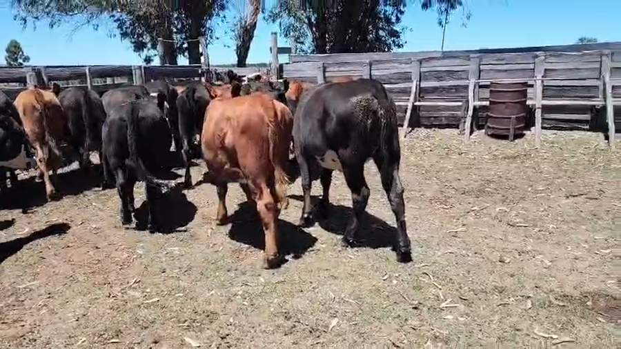 Lote 26 Vaquillonas  a remate en Ultima pantalla del año - Escritorio Camy, San José