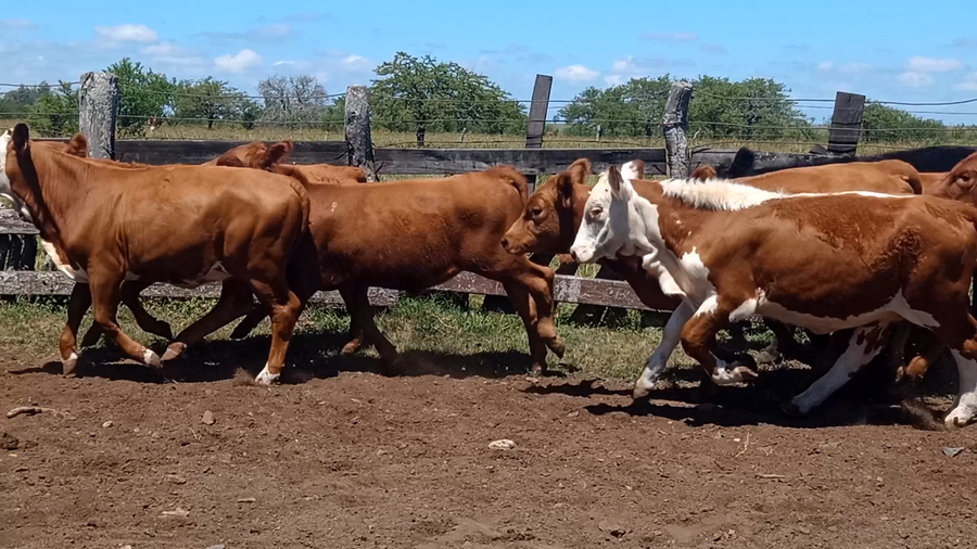 Lote 45 Terneros/as