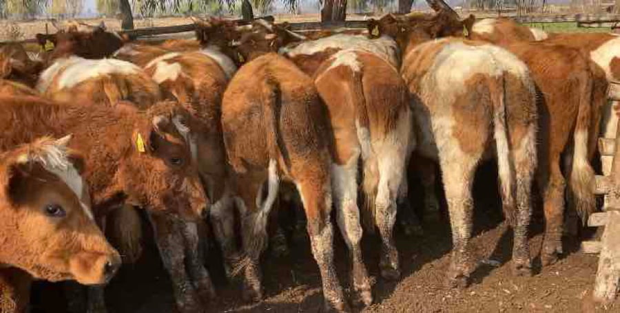 Lote 50 Novillo Engorda en María Pinto, Región Metropolitana