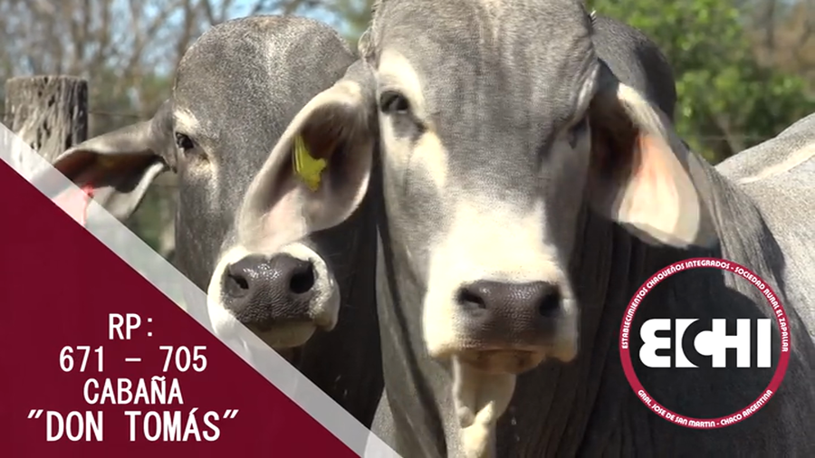Lote TOROS BRAHMAN CABAÑA DON TOMAS