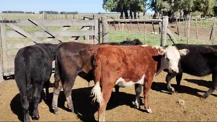 Lote 40 Terneros/as en Buenos Aires, Coronel Dorrego