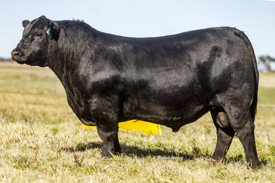 Lote Selección de Toros Surangus