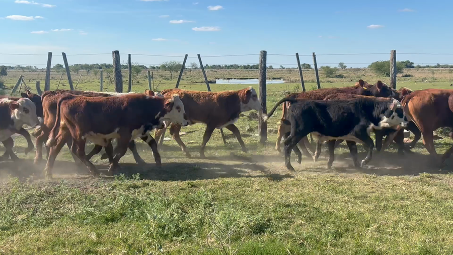Lote 52 Terneros en Corrientes, San Luis del Palmar