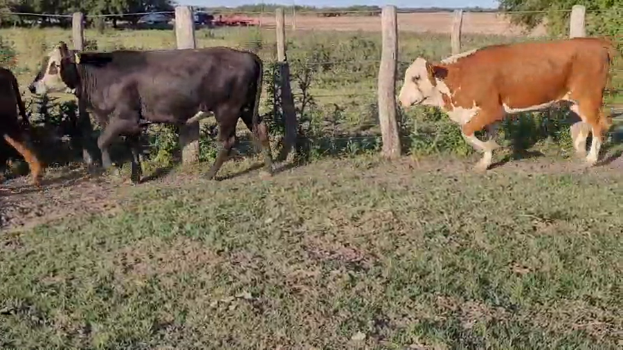 Lote 64 Vaquillonas en Entre Ríos, Villaguay