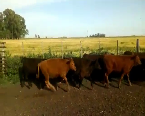 Lote 70 Terneros en Laprida, Buenos Aires