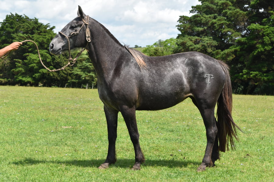 Lote RP 147 - BOLICHERA TURENA