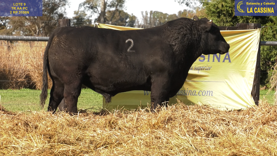Lote TOROS ANGUS PURO CONTROLADO