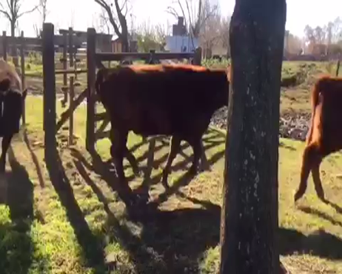 Lote 7 Novillitos de 270Kg en Brandsen, Buenos Aires