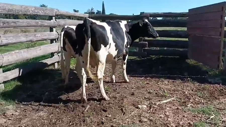 Lote 2 Vaquillonas  a remate en Pantalla Camy - Aniversario 31 Años, San José