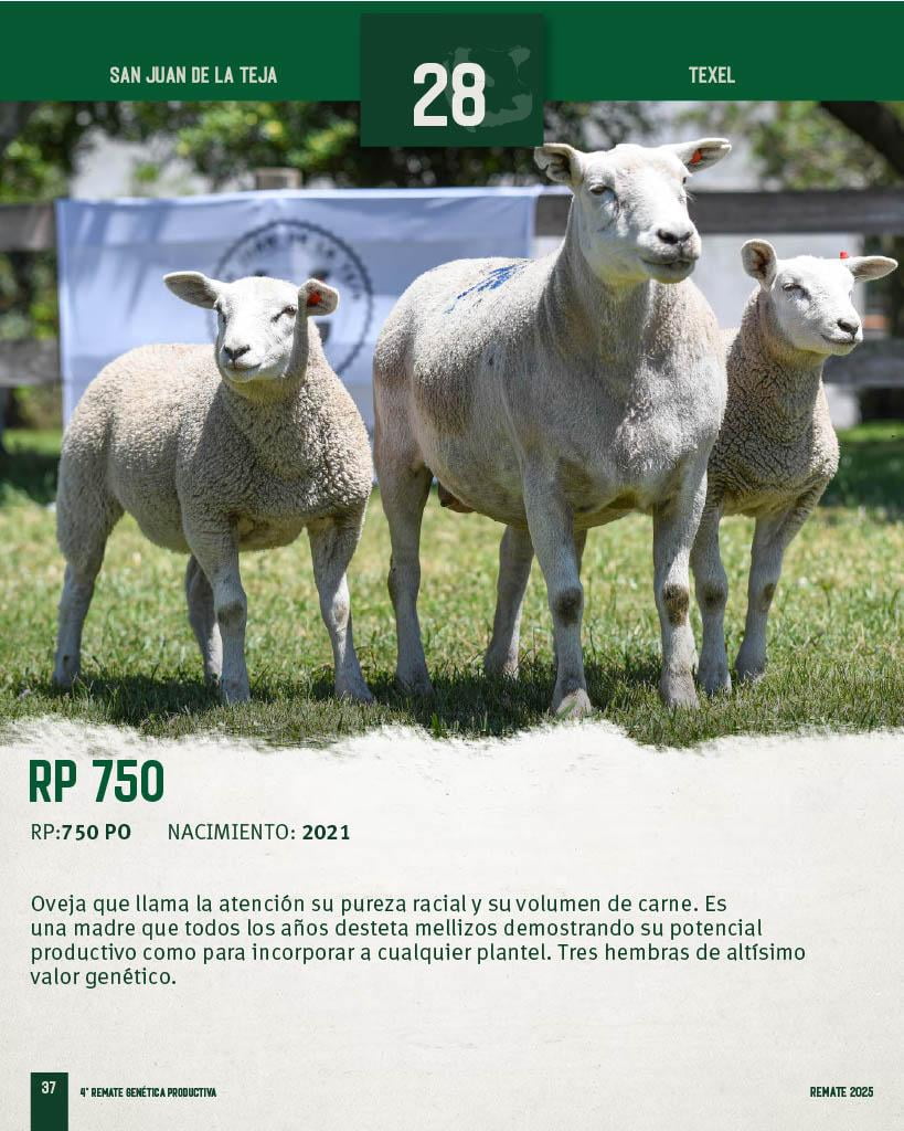 Lote Ovejas a remate en 4º Genetica Productiva, San José