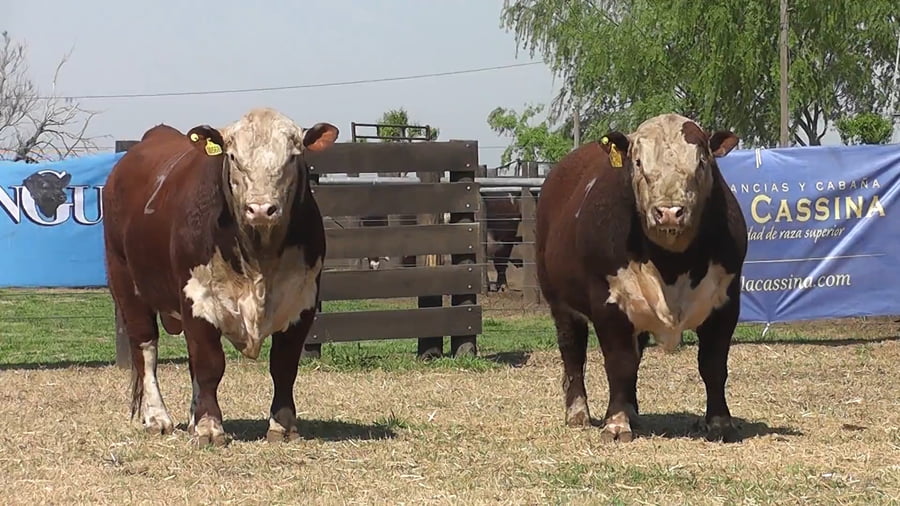 Lote TOROS P.HEREFORD PR