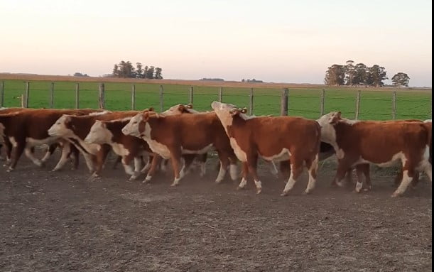 Lote El Hornero de Beti Aurrera S.A. Terneras PR - Destete otoño 2022