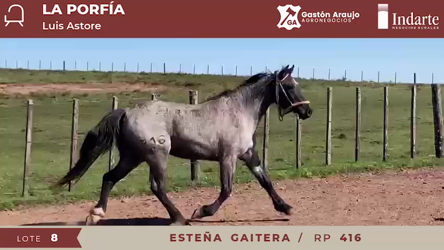 Lote ESTEÑA GAITERA
