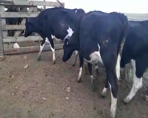 Lote 4 Vaquillonas  a remate en Pantalla Camy 0 - 0kg - , San José