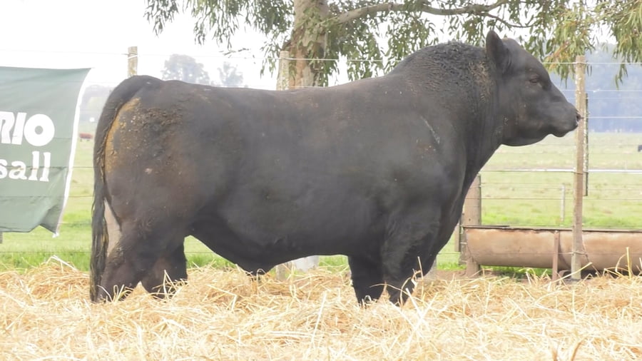 Lote TOROS PUROS POR CRUZA