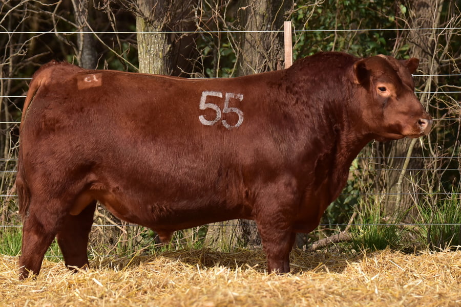Lote TOROS ANGUS PC