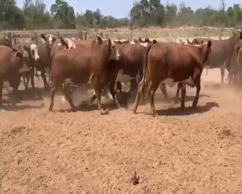 Lote 30 Vaquillonas en Los Pirpintos, Santiago del Estero