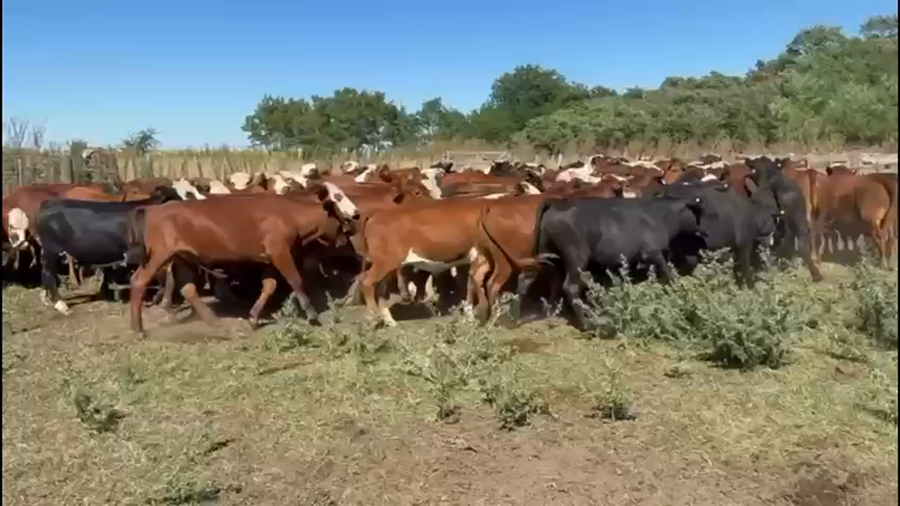 Lote 90 Novillitos