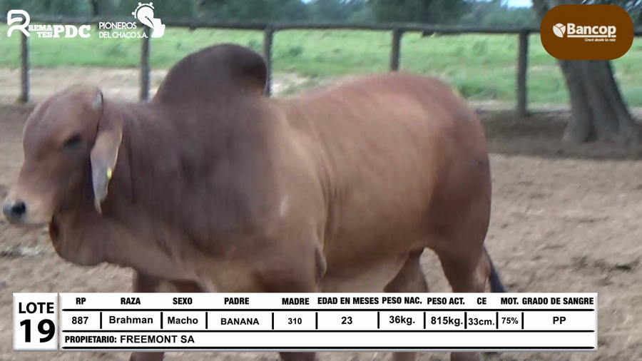 Lote Lote 19