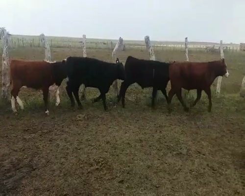 Lote 65 Terneros en Concordia, Entre Ríos