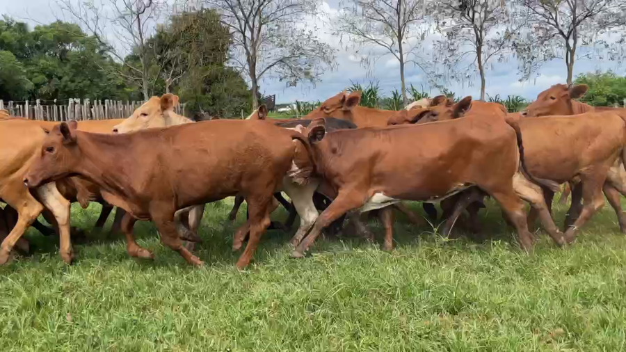 Lote 50 Vaquillonas en Virasoro, Corrientes