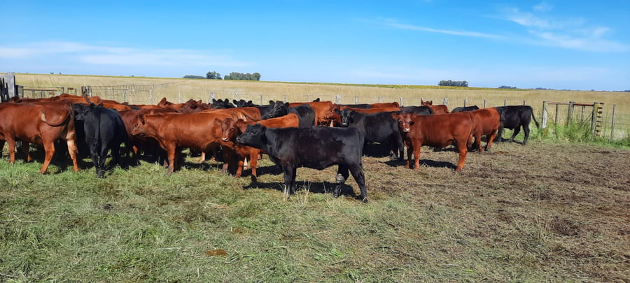 Lote 50 Terneras en Gral. Lamadrid, Buenos Aires