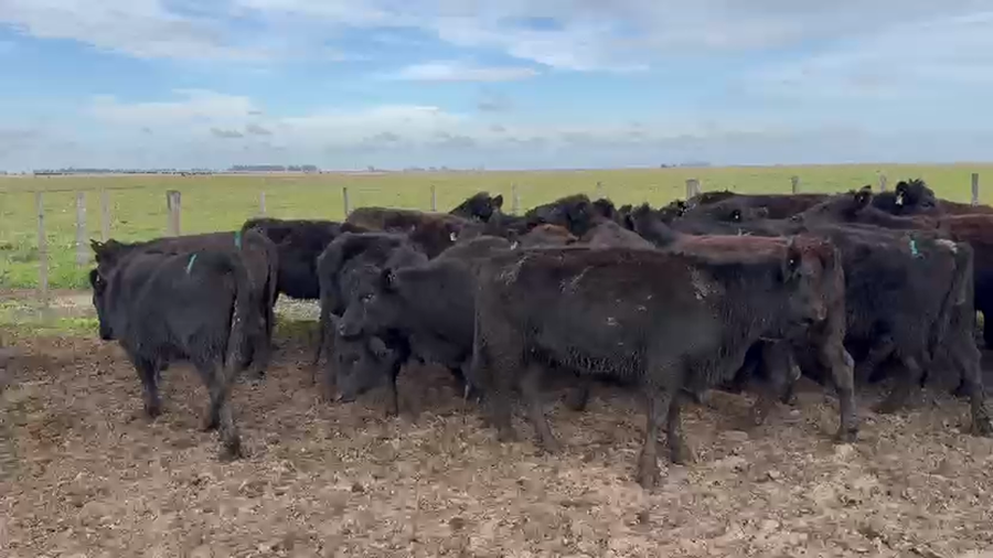 Lote 25 Vaquillonas P/ entorar