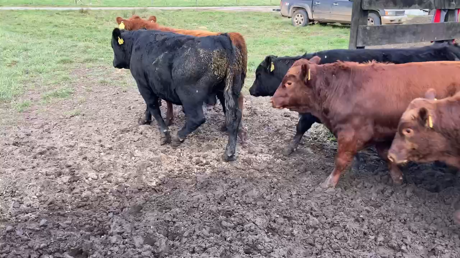 Lote 56 Ternero en Puerto Varas, X Región Los Lagos