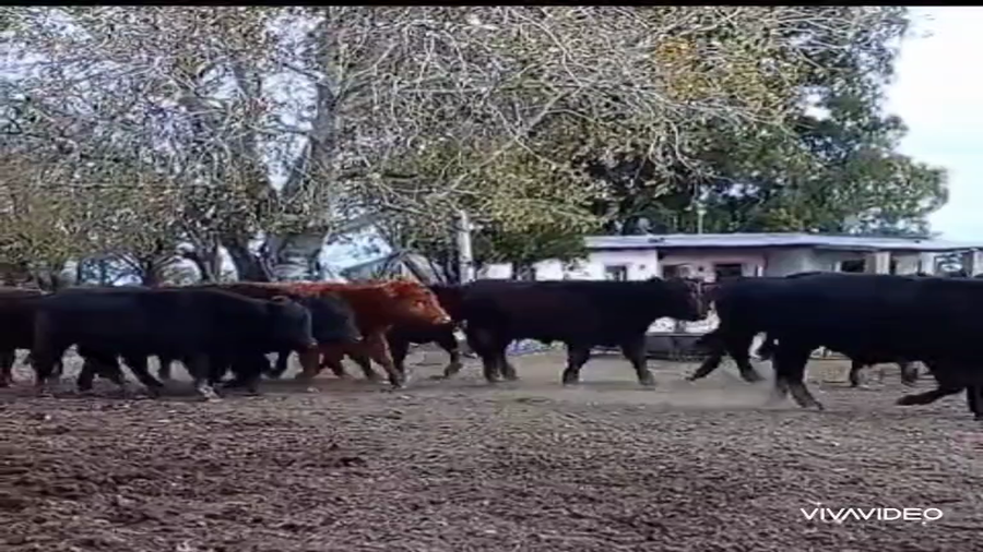 Lote 51 Novillitos en La Plata, Buenos Aires